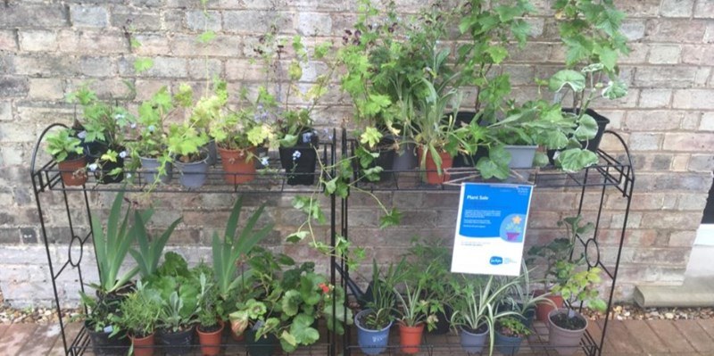 plant-stall.jpg#asset:1746