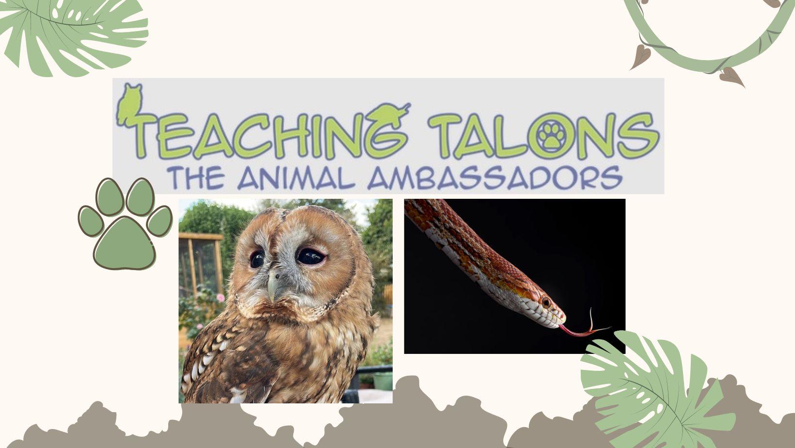 teaching-talons-11th-march.jpg#asset:889