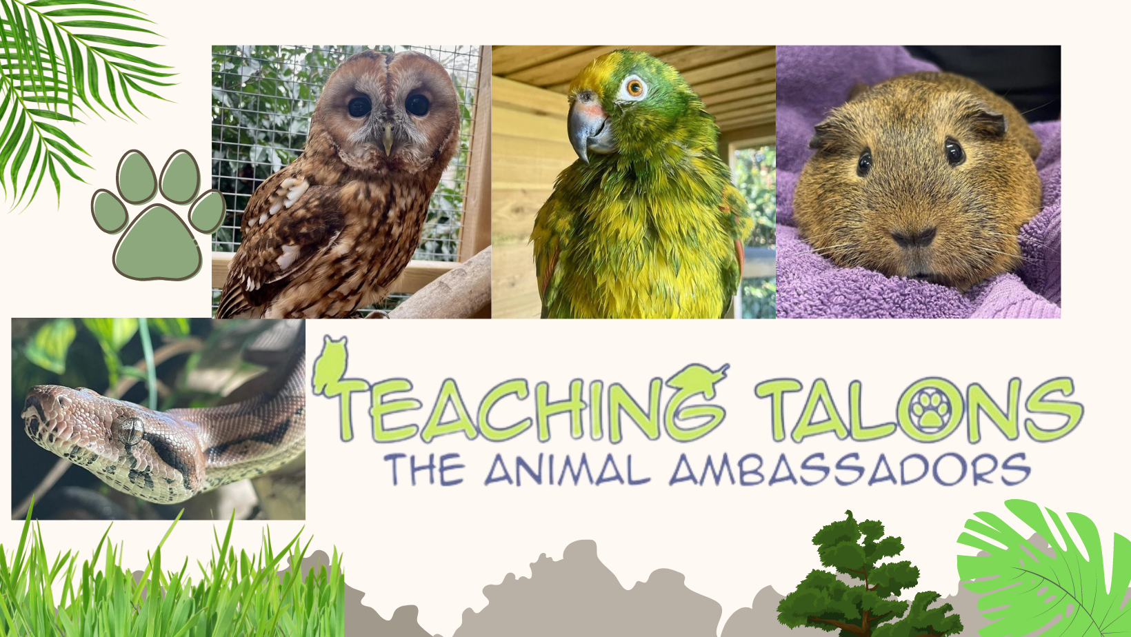 teaching-talons-2nd-Nov.png#asset:1298