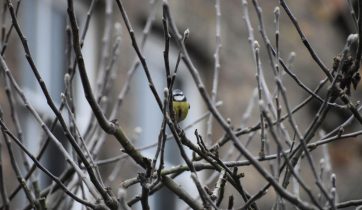 Birdwatching in the Garden of Eden