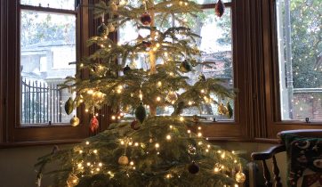 Octavia, Sir Jack Daw and the Smallest of Corvids