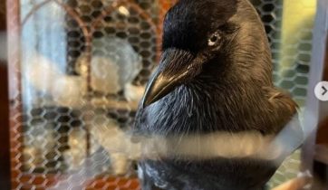 A Valentine Jackdaw
